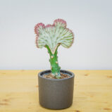 Wilczomlecz (euphorbia lactea) cristata