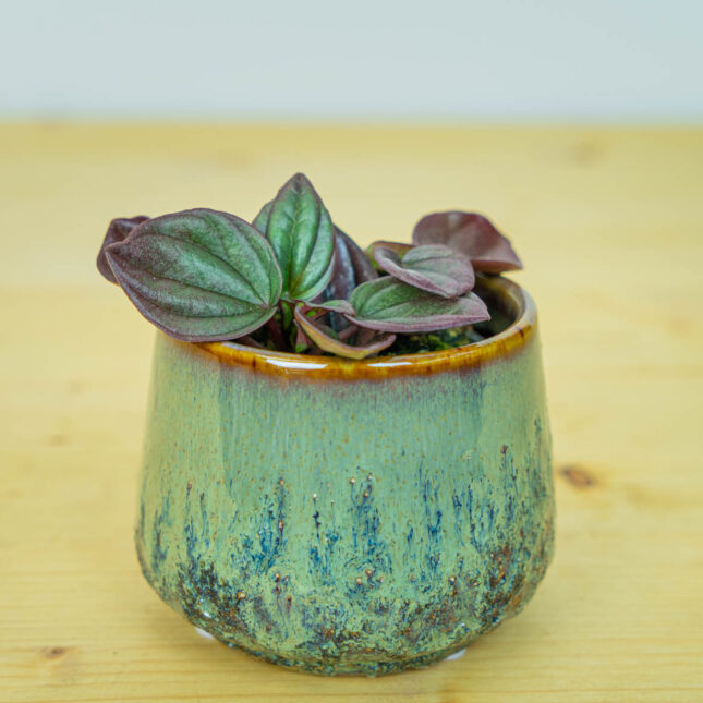 Mała Szklarnia Mała Szklarnia