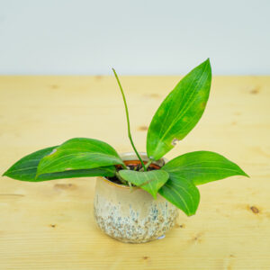 Hoya rigida baby