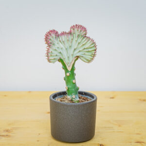 Wilczomlecz (euphorbia lactea) cristata