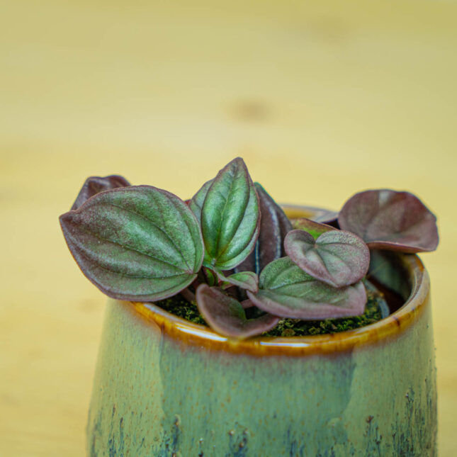 Mała Szklarnia Mała Szklarnia