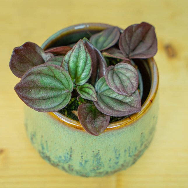 Mała Szklarnia Mała Szklarnia