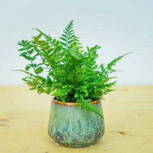 Paprotnik chiński (polystichum tsus-simense) baby