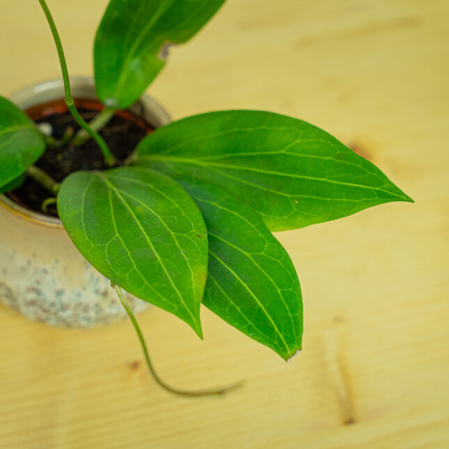 Mała Szklarnia Mała Szklarnia