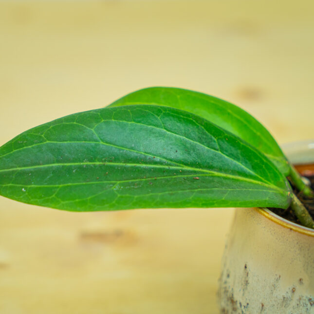 Mała Szklarnia Mała Szklarnia