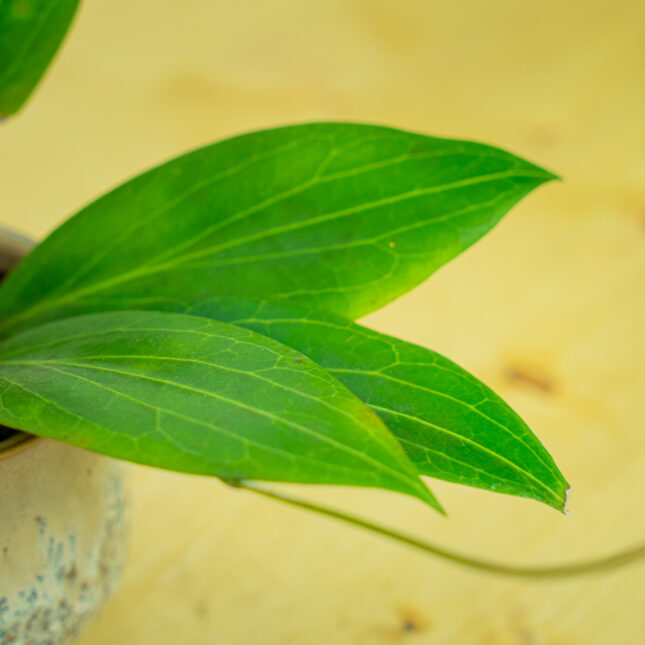 Mała Szklarnia Mała Szklarnia