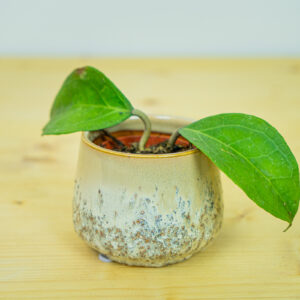 Hoya lambii baby