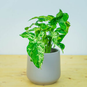 Syngonium mottled mojito