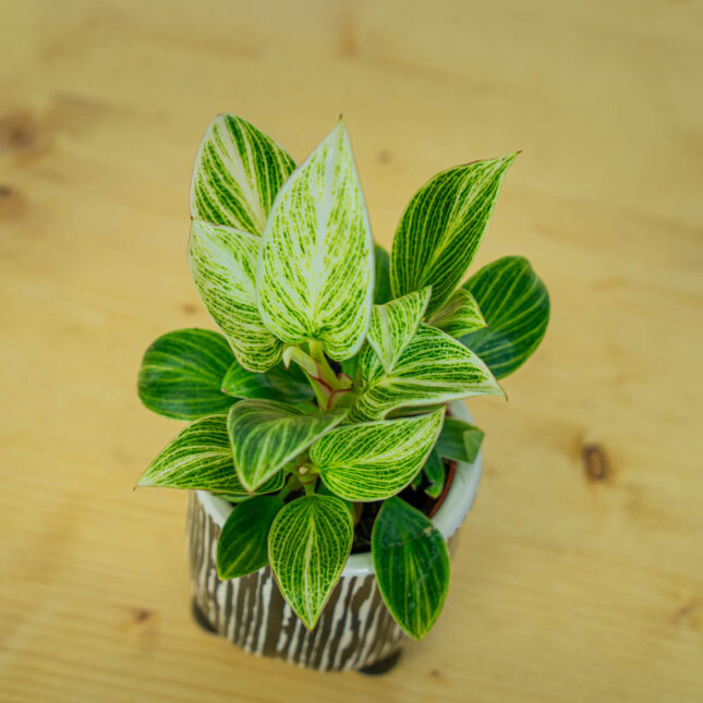 Mała Szklarnia Mała Szklarnia