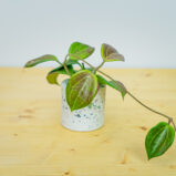 Hoya quinquenervia baby