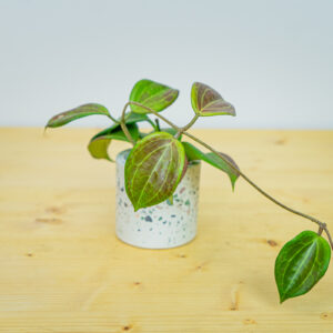 Hoya quinquenervia baby