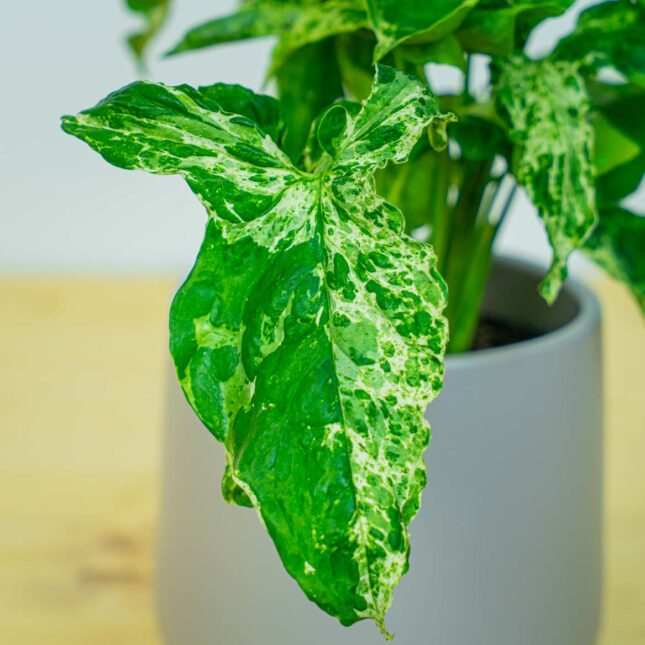 Mała Szklarnia Mała Szklarnia