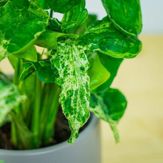 Mała Szklarnia Mała Szklarnia