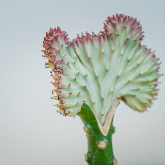 Mała Szklarnia Mała Szklarnia