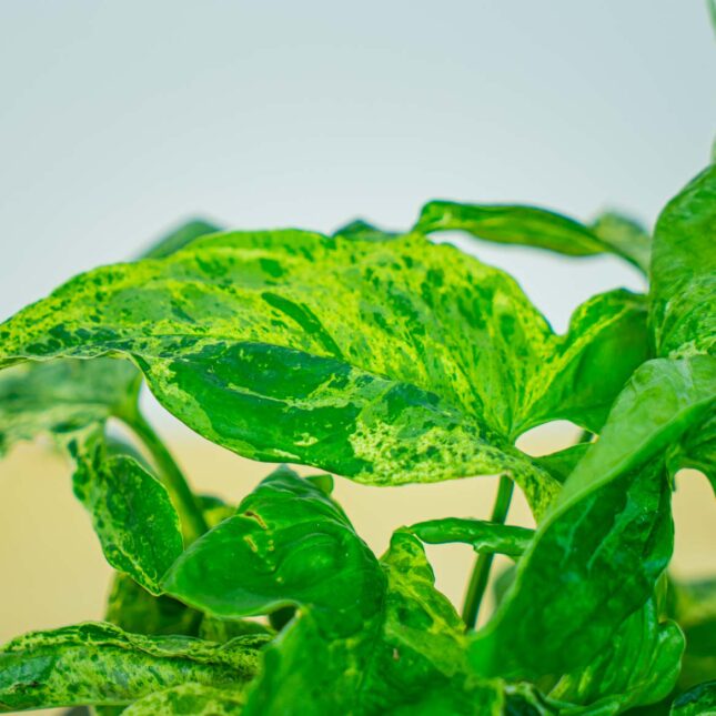 Mała Szklarnia Mała Szklarnia