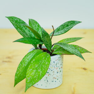 Hoya pubicalyx splash baby