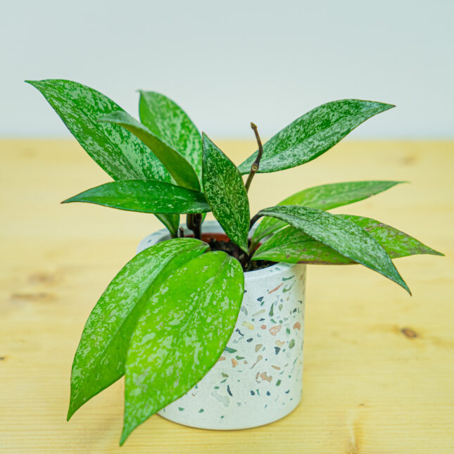 Hoya pubicalyx splash baby