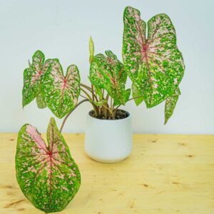Caladium pink beauty