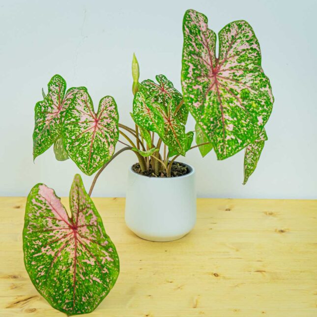 Caladium pink beauty