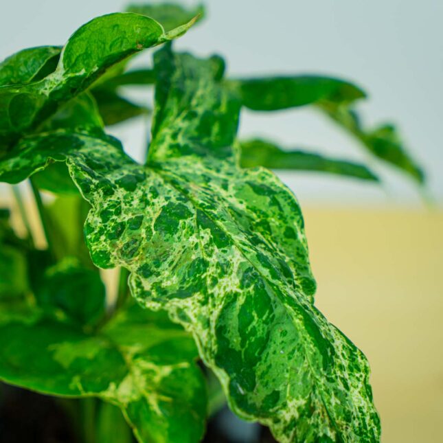 Mała Szklarnia Mała Szklarnia