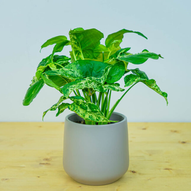 Mała Szklarnia Mała Szklarnia