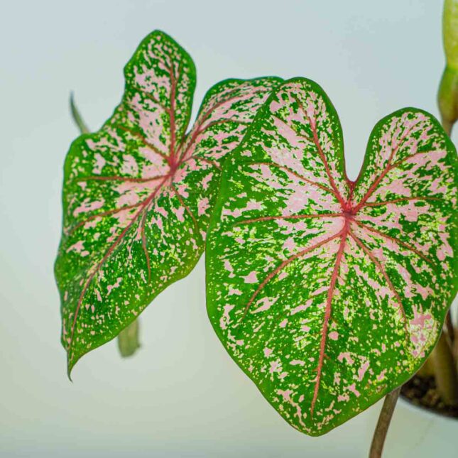 Mała Szklarnia Mała Szklarnia