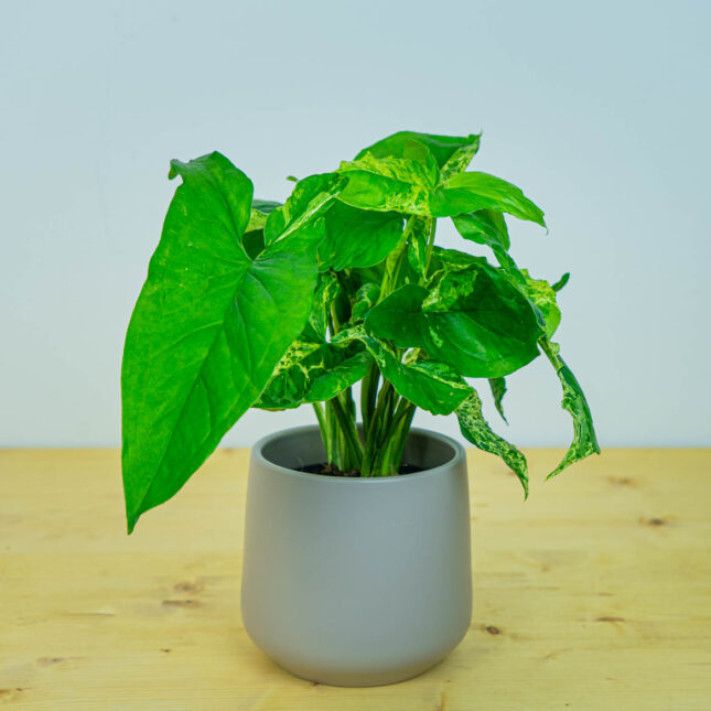 Mała Szklarnia Mała Szklarnia