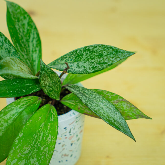 Mała Szklarnia Mała Szklarnia