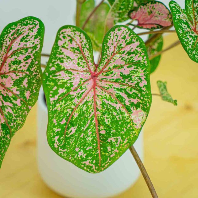 Mała Szklarnia Mała Szklarnia