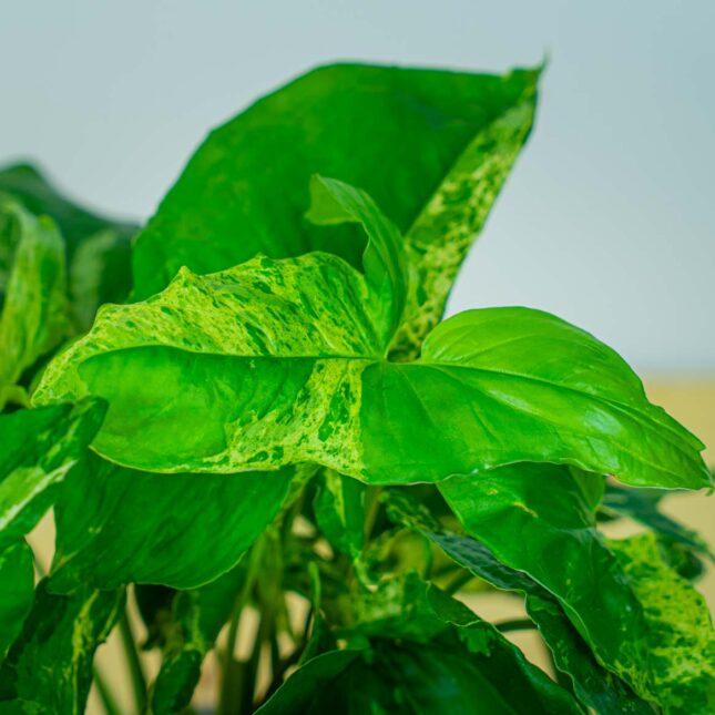 Mała Szklarnia Mała Szklarnia