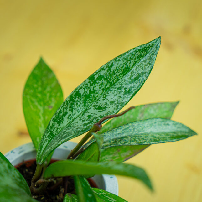 Mała Szklarnia Mała Szklarnia