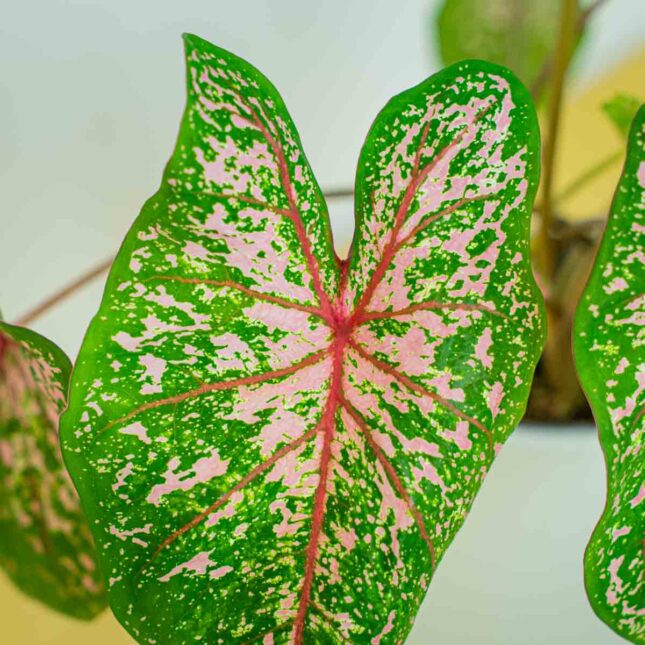 Mała Szklarnia Mała Szklarnia