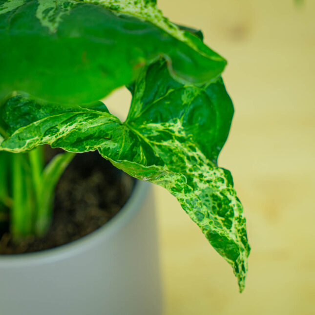 Mała Szklarnia Mała Szklarnia