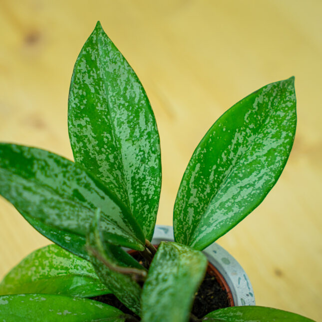 Mała Szklarnia Mała Szklarnia