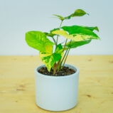Syngonium podophyllum aurea yellow