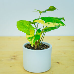Syngonium podophyllum aurea yellow