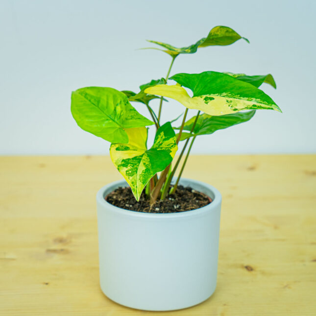 Syngonium podophyllum aurea yellow