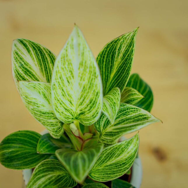 Mała Szklarnia Mała Szklarnia