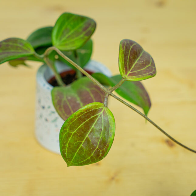 Mała Szklarnia Mała Szklarnia