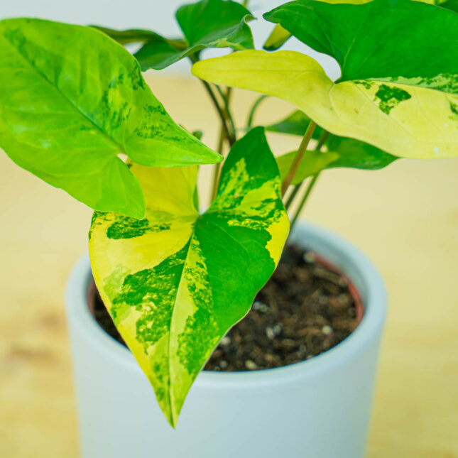 Mała Szklarnia Mała Szklarnia