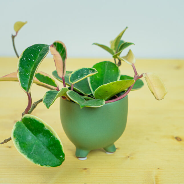 Mała Szklarnia Mała Szklarnia