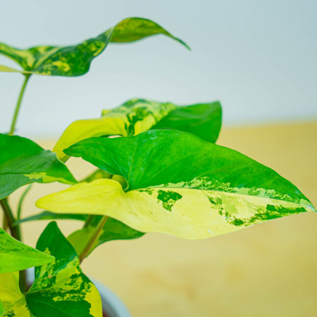 Mała Szklarnia Mała Szklarnia