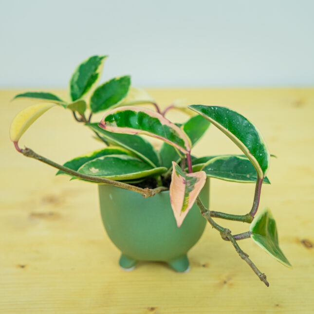 Mała Szklarnia Mała Szklarnia