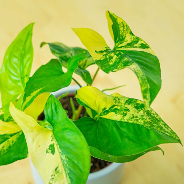 Mała Szklarnia Mała Szklarnia