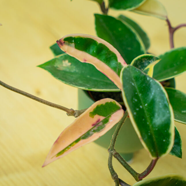 Mała Szklarnia Mała Szklarnia