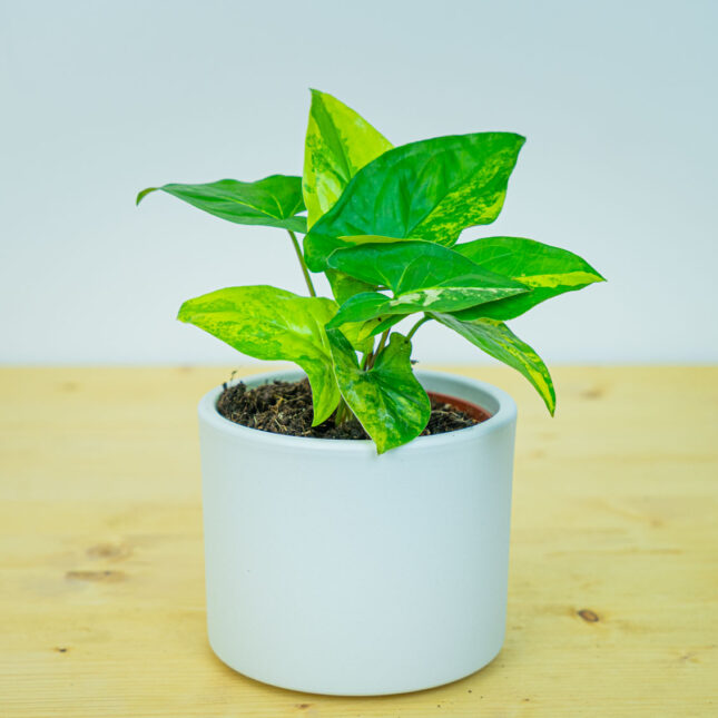 Mała Szklarnia Mała Szklarnia