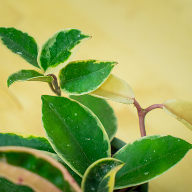 Mała Szklarnia Mała Szklarnia