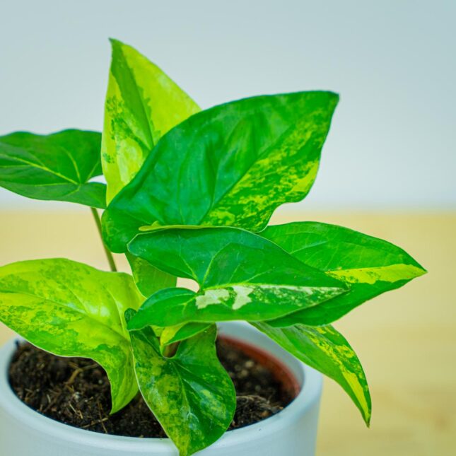 Mała Szklarnia Mała Szklarnia