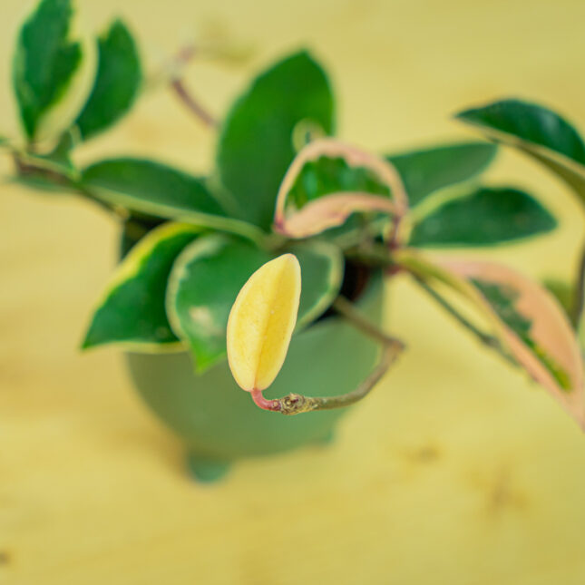 Mała Szklarnia Mała Szklarnia