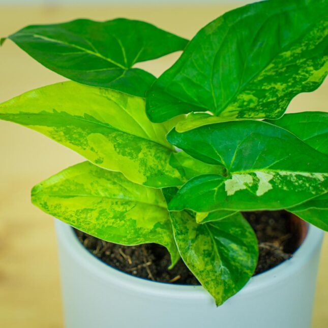 Mała Szklarnia Mała Szklarnia